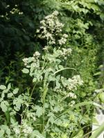 Thalictrum pubescens, Tall Meadow Rue
