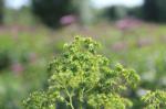 Thalictrum pubescens, Tall Meadow Rue