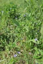 Sisyrinchium montanum, Blue-eyed Grass