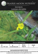 Ludwigia alternifolia, Seedbox 