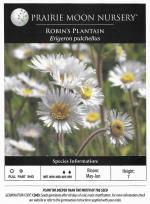 Erigeron pulchellus, Robin&#039;s Plantain