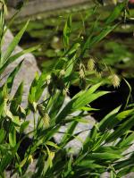 Chasmanthium latifolium, Northern Sea Oats