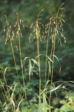 Bromus pubescens, Hairy Woodland Brome
