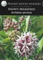 ~ Asclepias speciosa, Showy Milkweed