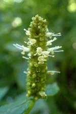 Agastache nepetoides, Yellow Giant Hyssop