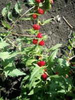 Blitum capitatum, Strawberry-Blite