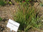 Eragrostis spectabilis, Purple Lovegrass