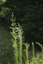 Erigeronium canadensis, Annual Horseweed